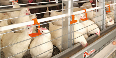 Aviculture : 900 000 tonnes de viande blanche et 7.2 milliards d’oeufs visés en 2020