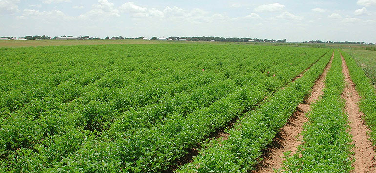 L’INRA propose plusieurs solutions pour optimiser la production