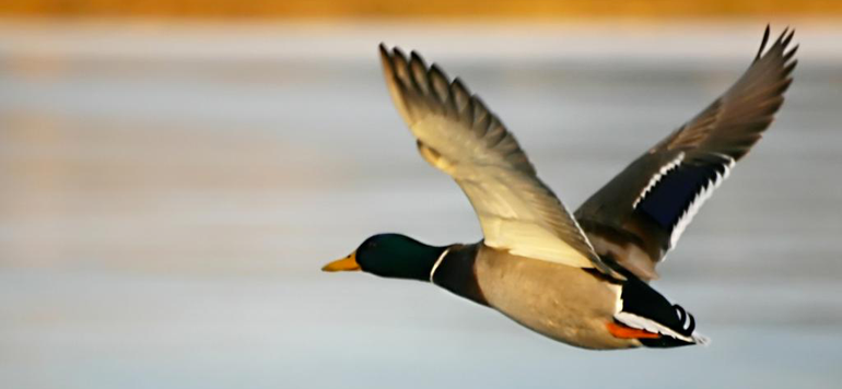 France : Un cas de grippe aviaire détecté