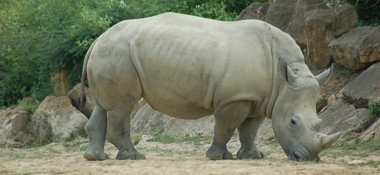 France : Des braconniers tuent un rhinocéros blanc dans un zoo pour ses cornes