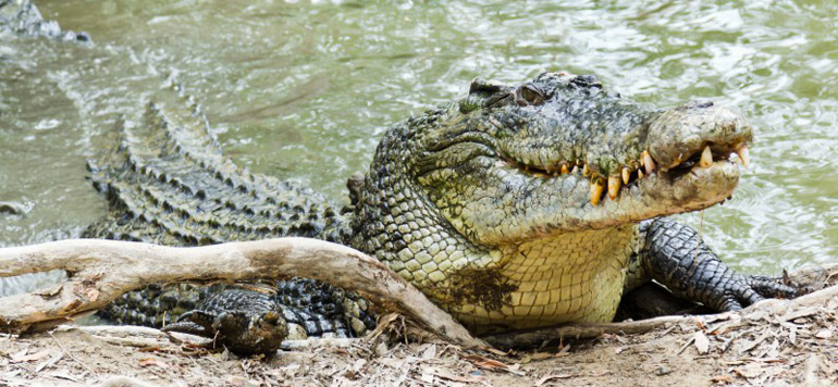 Australie: un pêcheur aurait été tué par un crocodile