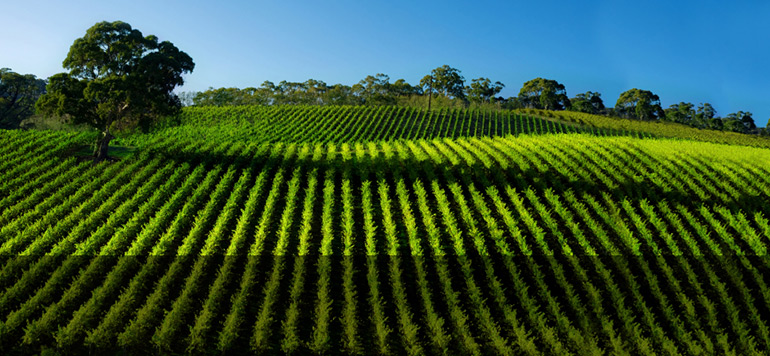 Irrigation: Netafim s’implante au Maroc