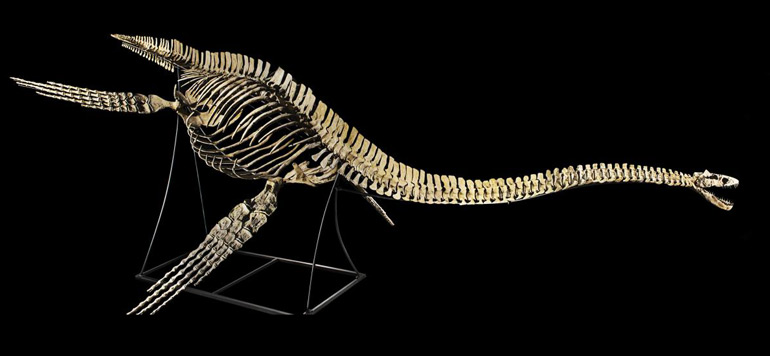 Le Squelette du dinosaure marin vient d’être restitué au Maroc