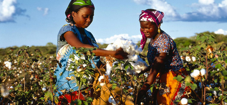 Le coton africain cherche à redorer son blason