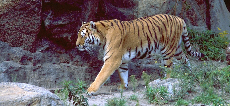 GB : Une gardienne de zoo tuée par un tigre en Angleterre