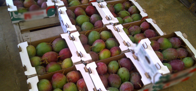 Nador : Saisie par la Gendarmerie Royale d’une importante quantité de fruits de contrebande
