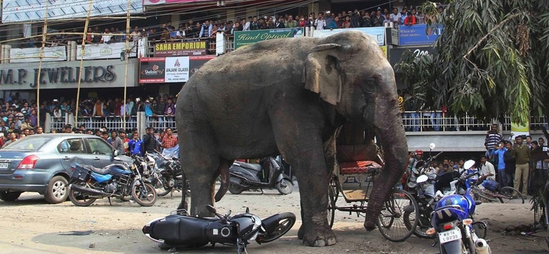 Inde: au moins une personne tuée chaque jour par un éléphant ou un tigre