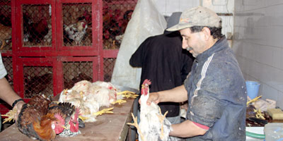 poule Maroc 2013 12 04
