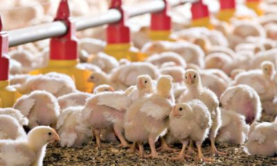 Aviculture