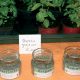 avenir prometteur des plantes aromatiques et medicinales