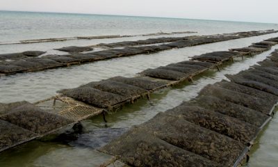aquaculture Dakhla