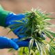 Cannabis