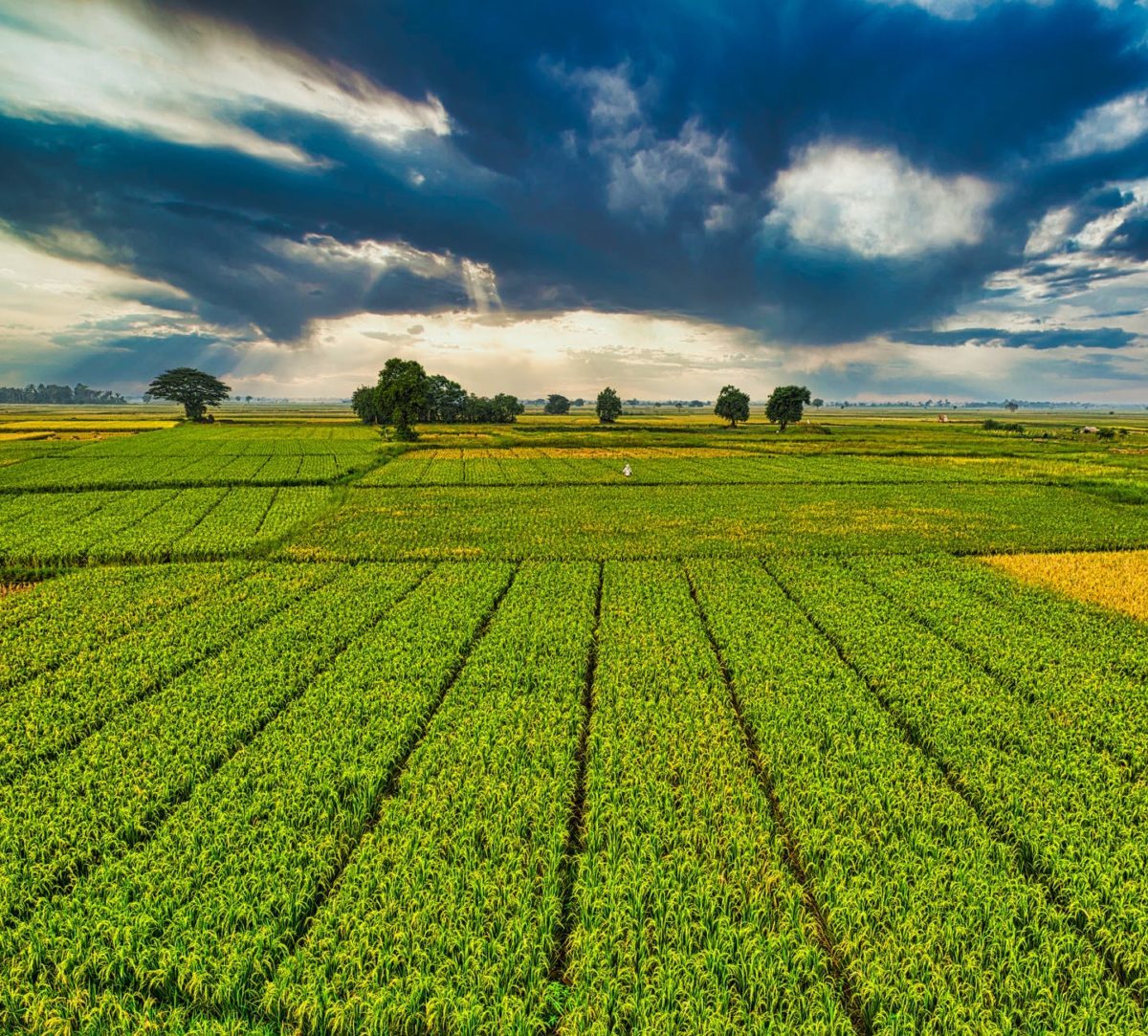 agriculture-des-perspectives-prometteuses-pour-les-cultures